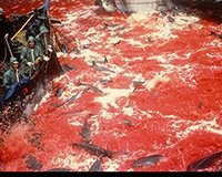 Rùng mình cảnh giết cá heo máu nhuộm đỏ cả vịnh