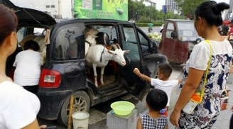 Trung Quốc: Vắt sữa dê trực tiếp để bán giữa phố lớn