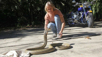 Ngôi sao truyền hình để rắn xổng chuồng, bang Florida run rẩy