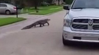 Hoảng loạn phát hiện cá sấu khổng lồ đi dạo trên đường phố