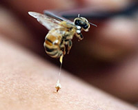 Cho ong đốt... của quý để giật giải Ig Nobel 2015