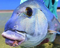 Bí ẩn về loài cá chuyên “cưỡng hôn” đối thủ