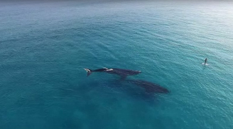 Thót tim cảnh hai con cá voi khổng lồ bám sát người lướt ván