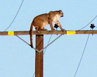Chết cười sư tử hoảng sợ trèo tót lên cột điện