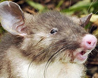 Khóc thét: Phát hiện loài chuột mới có mũi như mũi lợn
