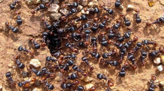 Sống sót sau 6 ngày lạc trên sa mạc nhờ ăn… kiến