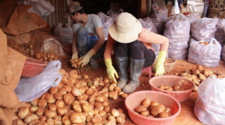 Đà Lạt lập chốt 24/24 chặn khoai tây Trung Quốc vào chợ