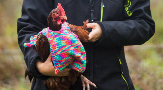 Cô gái đan áo cho... gà
