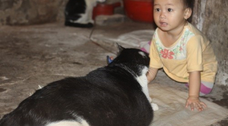 'Lợn mèo' nặng nhất thế giới ở Nam Định
