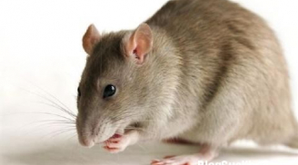 Mẹo xử lý mùi chuột chết trong nhà hiệu quả