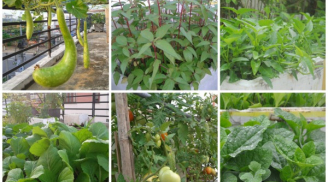 5 bước trồng rau sạch tại nhà theo bí quyết của Bác sĩ ung bướu