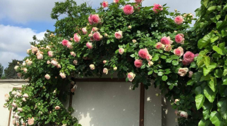 Ngắm vườn hồng nở bung, đẹp như cổ tích của mẹ Việt ở Hungary