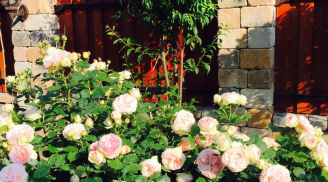 Vườn hồng nở bung, rực rỡ quanh năm với hơn 30 loại hoa