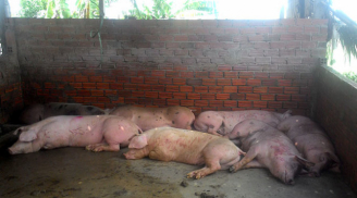 Kinh hãi lợn bị tiêm thuốc an thần trước khi chuyển đến lò mổ