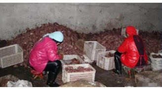 Những hình ảnh kinh hoàng trong xưởng sản xuất thịt chó giả