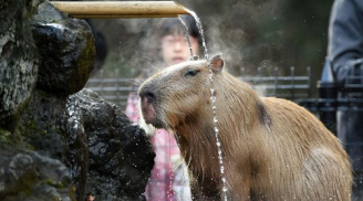 Chuột khổng lồ tắm suối nước nóng gây sốt cộng đồng mạng