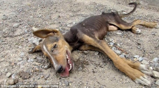 Chú chó sắp chết cố vẫy đuôi khi được cứu khiến người xem xót xa