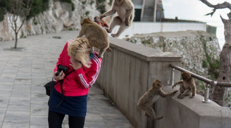 Phượt thủ cảnh báo nạn khỉ móc túi du khách ở Bali