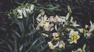 Hoa ly chất đầy ruộng, người trồng hoa khóc lo mất Tết