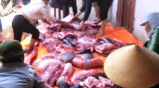 Thực hư thông tin cá voi dạt bờ biển Nam Định bị dân xẻ thịt bán
