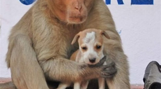 Cảm động hình ảnh khỉ mẹ chăm sóc chó con như con đẻ