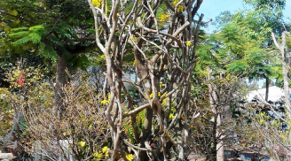 Cây mai lạ 50 tuổi hình tổ chim, hoa mọc từ thân