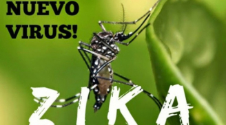 Công bố số điện thoại tư vấn về dịch bệnh do vi rút Zika