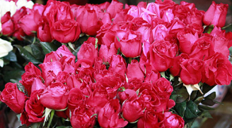 Hoa nhập tăng nhẹ, hoa trong nước tăng gấp 3-4 lần Lễ tình nhân