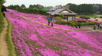 Cụ ông Nhật trồng cả một vườn hoa tặng người vợ mù