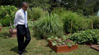 Vườn rau sạch của gia đình Tổng thống Obama