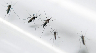Phát hiện một ca nhiễm virus Zika tại Lào
