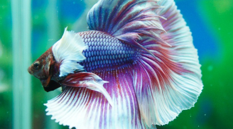 Loài cá duy nhất trên thế giới có thể 'biến hình' siêu đẹp