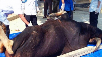 Thêm một con bò tót quý hiếm chết trong Khu bảo tồn ở Mã Đà