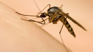 Muỗi nuôi tại đảo Trí Nguyên có khả năng phòng virus Zika