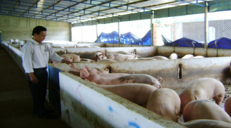Sử dụng chất cấm trong chăn nuôi có thể bị phạt 20 năm tù