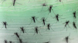 Khả năng bùng phát dịch bệnh do virus Zika ở Việt Nam là rất lớn