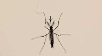 Cảnh báo: Nhiều chứng bệnh nghiêm trọng liên quan đến virus Zika