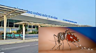 Thực hư muỗi truyền virus Zika xuất hiện ở sân bay Đà Nẵng?