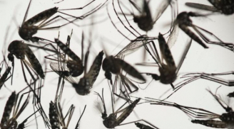 Virus Zika có thể hủy hoại nghiêm trọng não người lớn