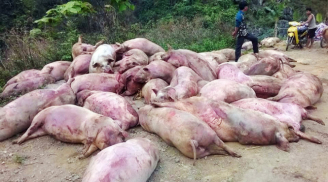 Hàng chục con lợn chết bệnh bị người dân vác về ăn
