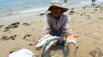 Toàn cảnh vụ cá chết hàng loạt ở miền Trung, ngư dân khóc ròng