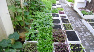 Bí quyết đơn giản để trồng rau sạch ở ban công ăn quanh năm