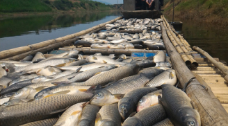 Hàng chục tấn cá ch.ết trắng sông Bưởi, nhà máy mía nhận xả thải