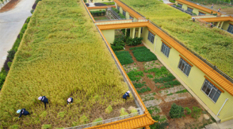 Độc đáo: Trồng lúa trên sân thượng bê tông và văn phòng làm việc