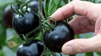 Bí quyết trồng cà chua đen sai trĩu quả trên sân thượng