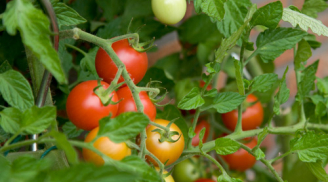 Cách trồng cà chua bi trĩu quả ngay trên ban công