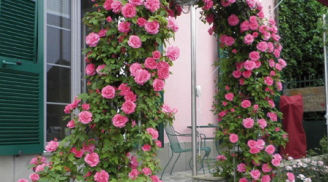 Cổng ngõ lãng mạn với những bụi hoa hồng leo
