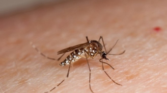 Vì sao sốt xuất huyết nguy hiểm hơn cả zika?
