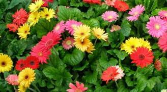 7 loại hoa nên trồng trong vườn để mang đến thịnh vượng