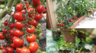 Cách trồng cà chua bi ngon và sai quả bằng hạt